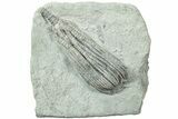 Fossil Crinoid (Pachylocrinus) - Crawfordsville, Indiana #231923-1